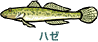 ハゼ