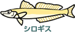 シロギス